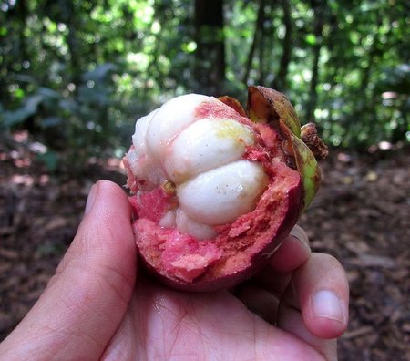 Mangostan