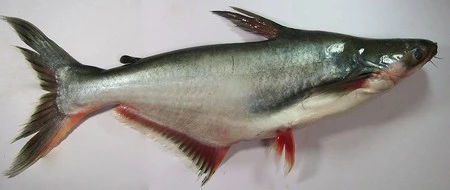 Panga: el pescado más polémico de los últimos tiempos