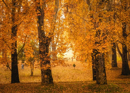 Parece Canadá pero es en México: hay un bosque de maple escondido en Jalisco y es una joya para visitar en otoño