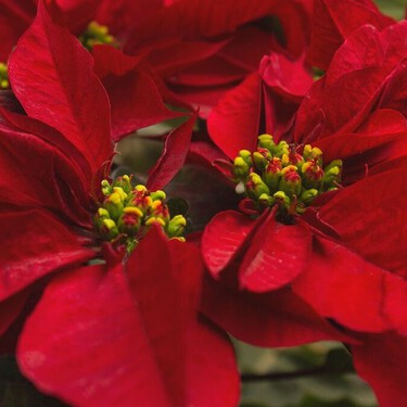 2 plantas rojas igual de bonitas que las Nochebuenas para decorar tu casa durante la temporada navideña