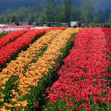 Siete bulbos de invierno que florecen cuando el jardín aún parece dormido 