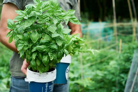 Los Expertos En Plagas Coinciden La Mejor Forma De Ahuyentar A Las Ratas En Casa Es Cultivar Estas Plantas Aromaticas
