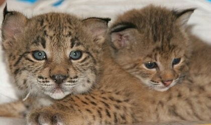 Nacen en Doñana dos cachorros de lince ibérico