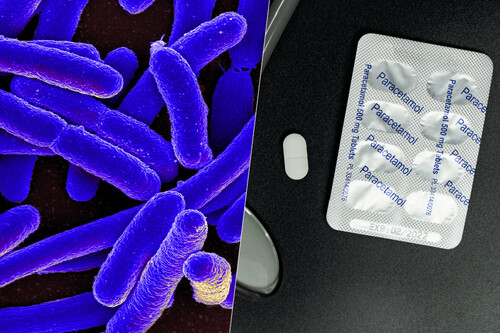 Corte E Coli Paracetamol