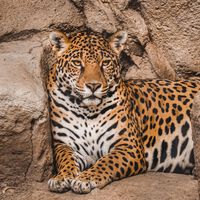 México reportó un aumento en la población de jaguares; aun así continúan en peligro de extinción 