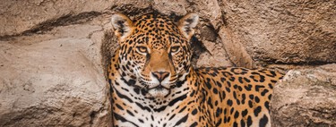 México reportó un aumento en la población de jaguares; aun así continúan en peligro de extinción 