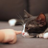 Tener un gato en casa podría proteger a los niños de padecer asma en el futuro