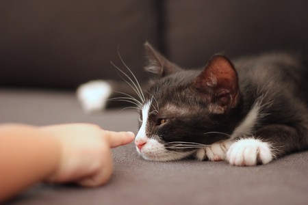 Tener un gato en casa podría proteger a los niños de padecer asma en el futuro