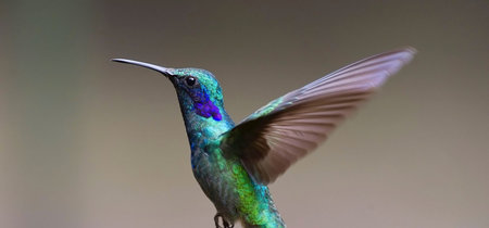La ingeniería adaptativa de los pájaros: de placas solares naturales, radares especializados y arquitectura para volar