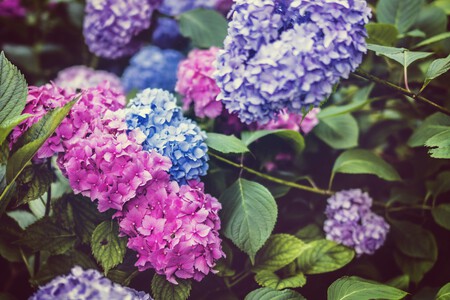 hortensias