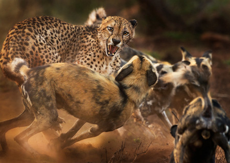 Estas son algunas de las espectaculares imágenes finalistas del concurso Wildlife Photographer of the Year 2019