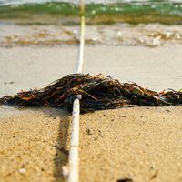 El sargazo pasa de ser una molestia en México para convertirse en un recurso pesquero autorizado 