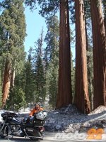 En moto por el Oeste Norteamericano (4): El día de los árboles gigantes