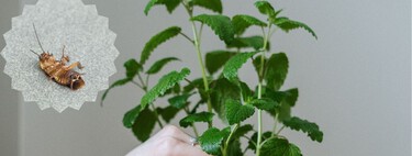 3 plantas que ayudan a mantener alejadas a las cucarachas: son fáciles de cuidar, decorativas e ideales para espacios pequeños 