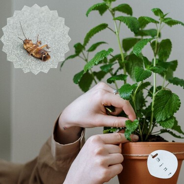 3 plantas que ayudan a mantener alejadas a las cucarachas: son fáciles de cuidar, decorativas e ideales para espacios pequeños 