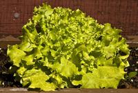 Lechuga transgénica con más ácido fólico para prevenir malformaciones en el embarazo 