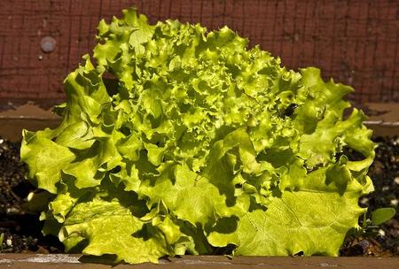 Lechuga transgénica con más ácido fólico para prevenir malformaciones en el embarazo