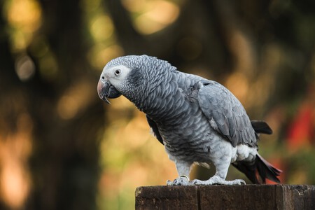 loro-yaco-africano