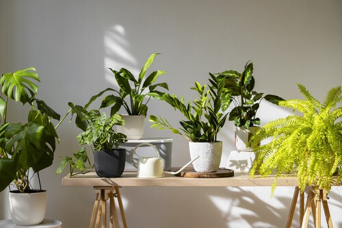 Plantas de interior longevas