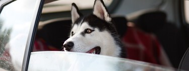Viajar con tu perro en coche: los secretos que he aprendido tras miles de kilómetros acompañado de pelos y peludos