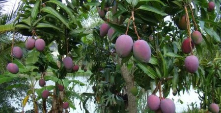 Mango