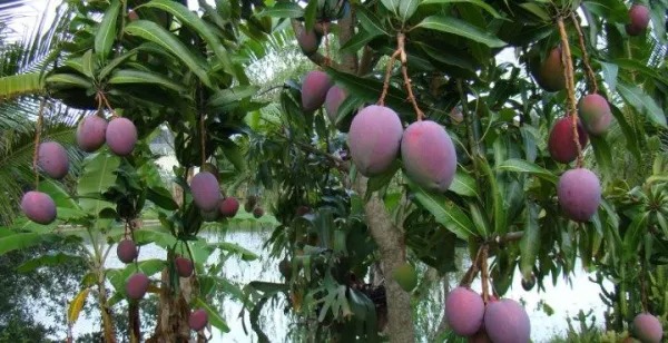 Mango