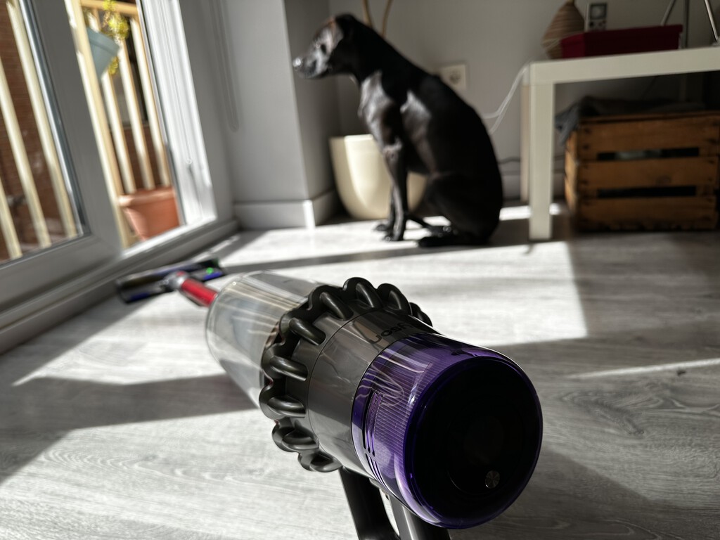 He adoptado un perro. Esto es lo que he comprado y he tenido que hacer para acabar con los pelos en casa