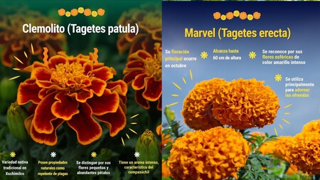 Cómo cuidar el cempasúchil en maceta: consejos para que no se te marchite a los pocos días de comprarla