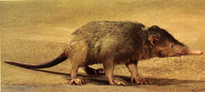 Veneno en mamíferos: ornitorrinco, musarañas y el solenodonte