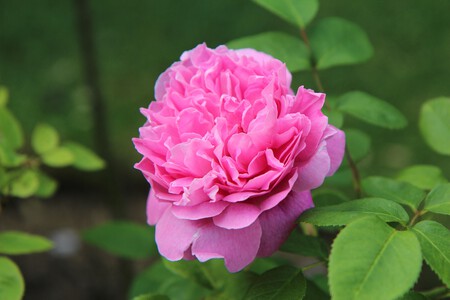 English Rose 3408178 1920