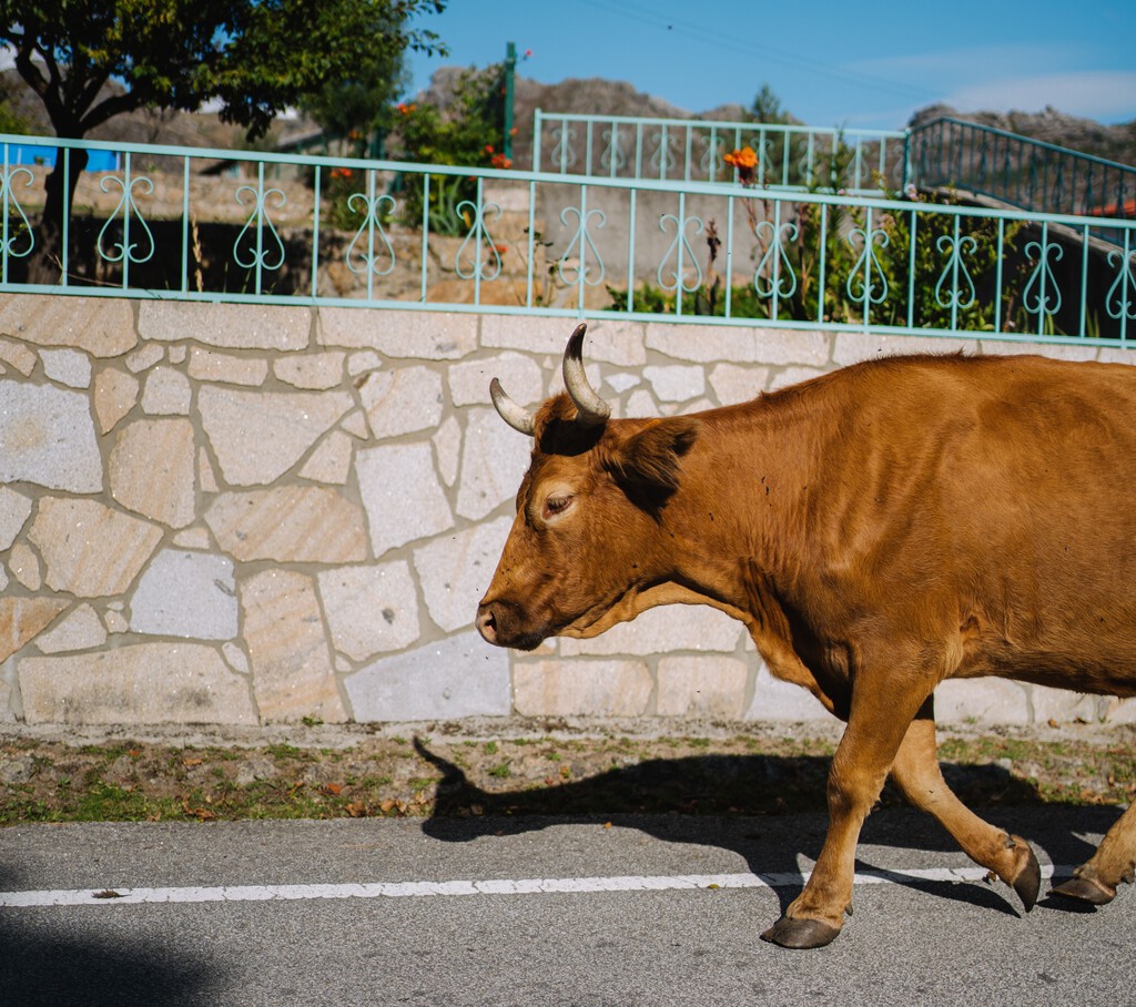 "Ya estamos aburridos": un pueblo de Zamora se queda sin agua por unas vacas. El problema es que ya tenían problemas de abastecimiento 