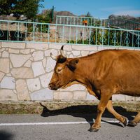En Zamora, un pequeño pueblo se queda regularmente sin agua: la culpa no es de la sequía sino de unas vacas