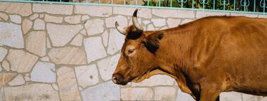 "Ya estamos aburridos": un pueblo de Zamora se queda sin agua por unas vacas. El problema es que ya tenían problemas de abastecimiento 