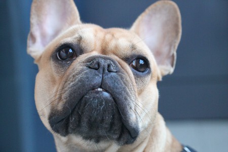 Bulldog Frances Frenchie 2
