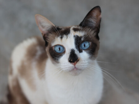 Gatito