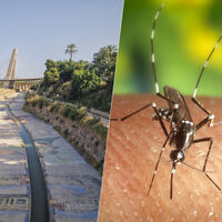 Elche se ha propuesto liberar 2,4 millones de mosquitos tigre en su ciudad. Lo hace por un buen motivo