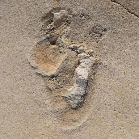 Se encuentra la evidencia más antigua de un pie humano y es una huella 2,5 millones de años más antigua que la del A. afarensis