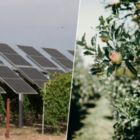 La sidra del País Vasco también se mide en kilovatios: así es el nuevo proyecto agrovoltaico en Álava