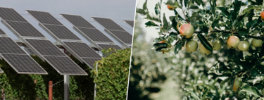 La sidra del País Vasco también se mide en kilovatios: así es el nuevo proyecto agrovoltaico en Álava