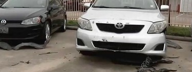 Arrestan a unos perros vandálicos obsesionados con los paragolpes. Hicieron un agujero de 350.000 dólares en las cuentas de un concesionario 