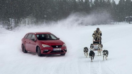 Seat Leon Cupra ST vs Perros