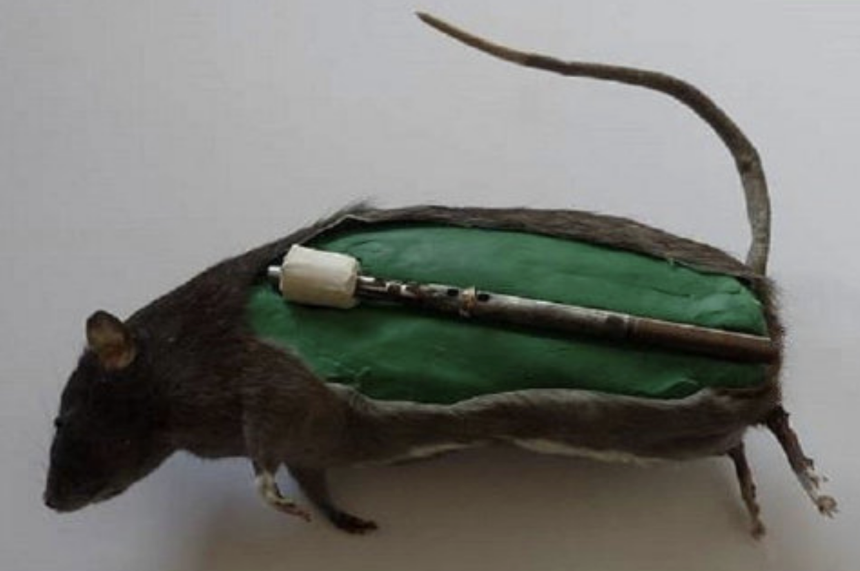 Cuando los británicos quisieron aterrorizar a los nazis durante la Segunda Guerra Mundial, eligieron un arma peculiar: ratas bomba 3 1366 2000