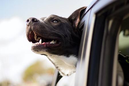 Viajar Con Mascotas