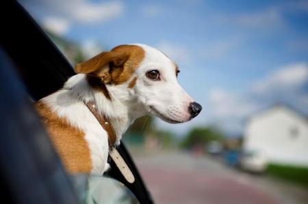 Distracciones Al Volante