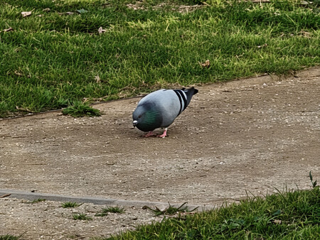 Imagen tomada a 20x con el procesado automático Super Zoom Pro