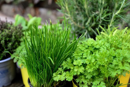 3 hierbas aromáticas ideales para cultivar en casa durante enero y que resisten el frío