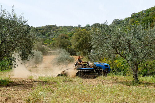 Agricultores Frente Olivareros