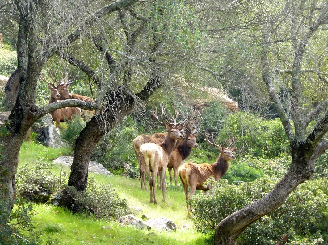 Llega la berrea y estos son los mejores lugares para disfrutar de este impresionante espectáculo natural