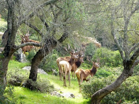 Llega la berrea y estos son los mejores lugares para disfrutar de este impresionante espectáculo natural