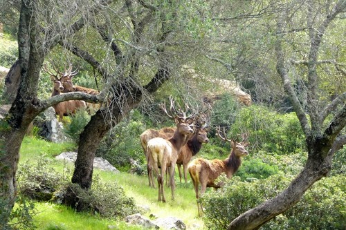 Llega la berrea y estos son los mejores lugares para disfrutar de este impresionante espectáculo natural